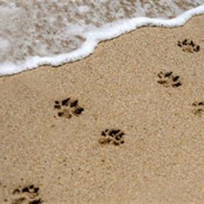 Opvolg: Honde op strande