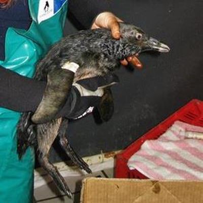 Oiled birds' rehabilitation continues