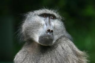 Baboons cause havoc in Eden