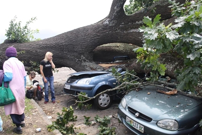 Update: Old oak flattens six cars