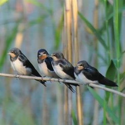 Course for bird lovers