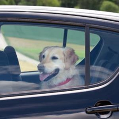 Waak teen honde in warm motors