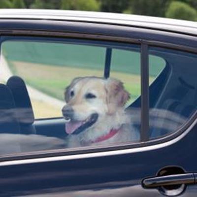 Waak teen honde in warm motors