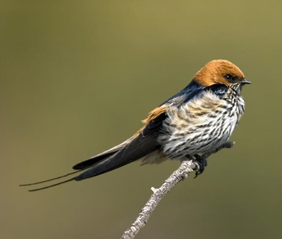 Bird course back by popular demand