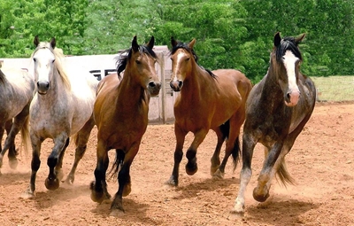 Horse movements into province restricted
