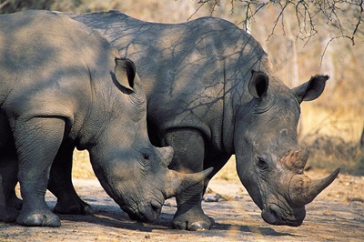 Join acclaimed author in rhino debate
