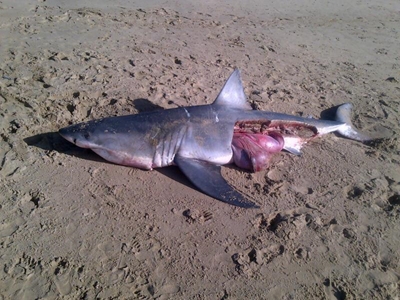 Update: Protected shark found mutilated
