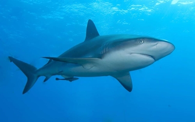 Mossel Bay earmarked for shark repellent study