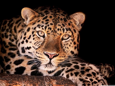 Wessa Eden hosts leopard talk