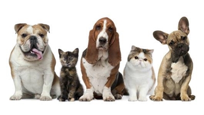 Restrictions: Animals on residential properties