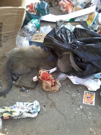 Vervet monkeys were assaulted and shot