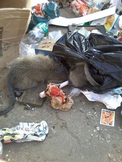 Vervet monkeys were assaulted and shot