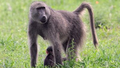 Baboon control discussed
