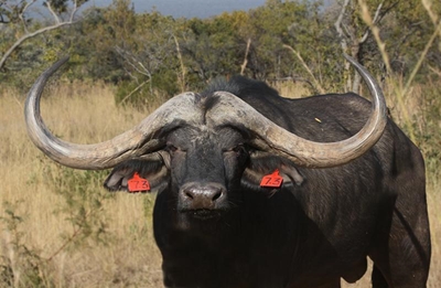 Wildbedryf in fokus by Herold Landboufees
