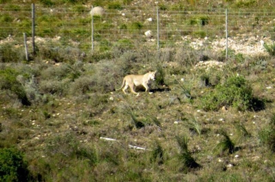 Gemeenskap, Cape Nature bespreek leeus