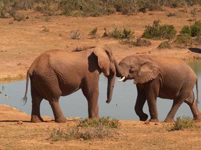 Elephant norms and standards revisited