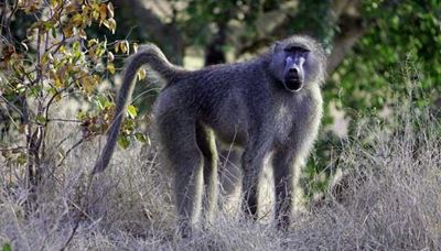 Humans group together against baboon gangs