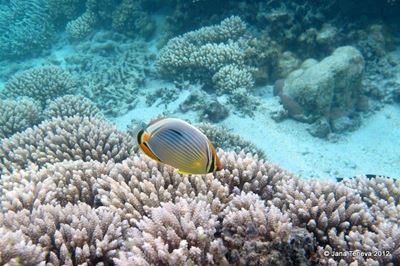 Celebrate Marine Month at Dias Museum