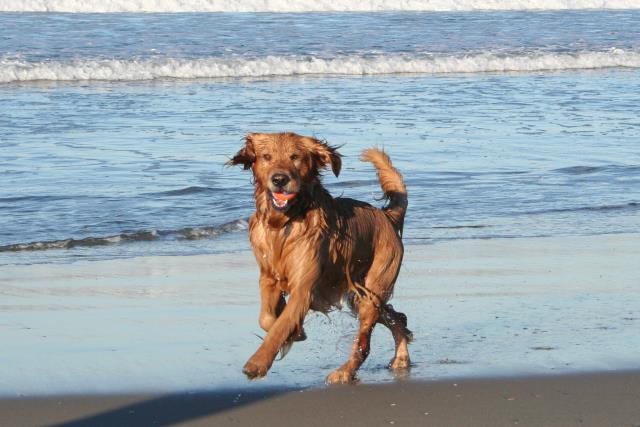 what is a dog restricted beach