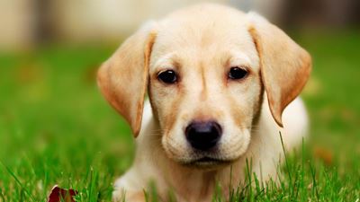 Know your 'strange' canine friend
