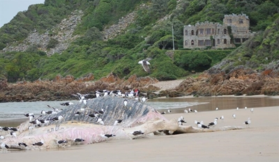 Whale carcass washes up at Noetzie