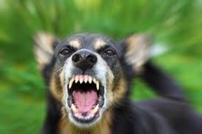 Wanneer 'n hond jou aanval