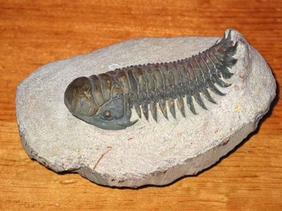 Talk on fossil trackways tonight