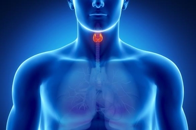 The thyroid gland