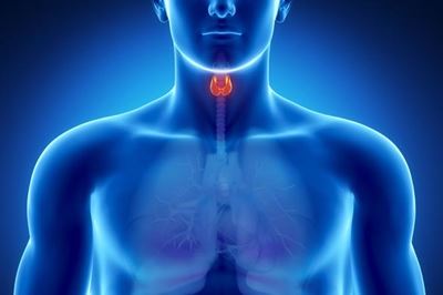 The thyroid gland