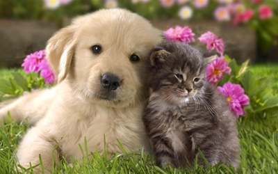 New bylaw will regulate the keeping of pets