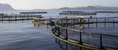 PE campaigners say no to fish farm