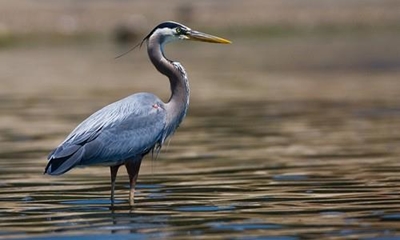 A birding paradise