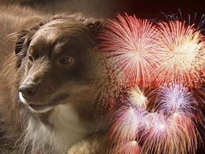 Protect your pet against fireworks
