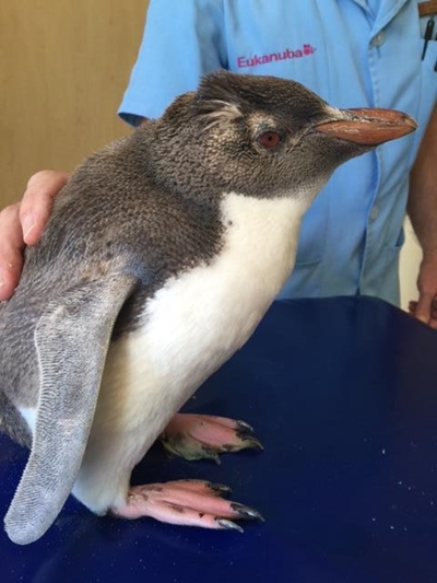Little penguin far from home