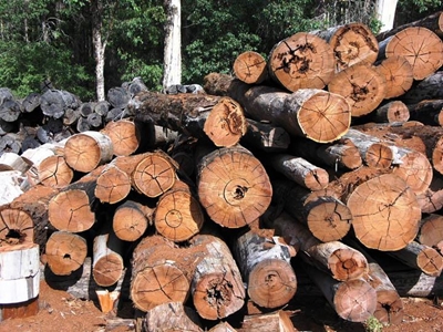 NMMU grows its own timber