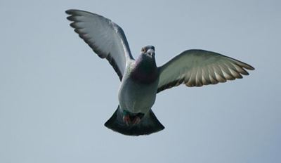 Top pigeons under hammer