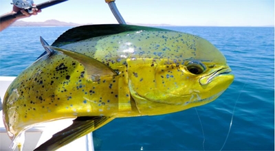 SALTIC Gamefish competition this month