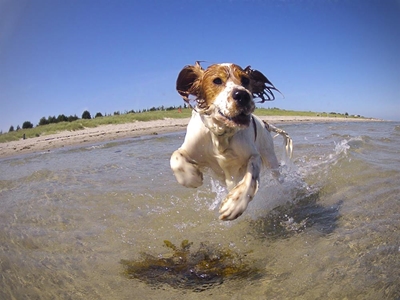 Honde nie welkom op Glentana-strand
