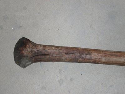 Update: Dog beaten to death for stealing food