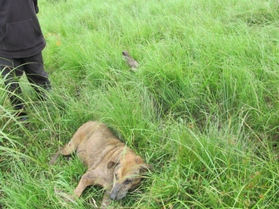 Man weer vas na hond se branddood