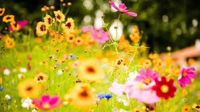 We need flowers for mothers