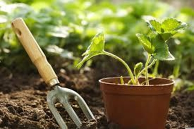 Steps to a no-dig veggie patch