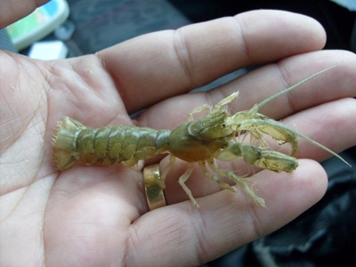 Harvest mud prawn responsibly