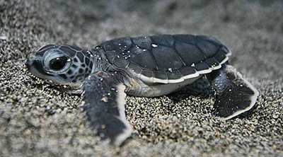 How to save baby turtles