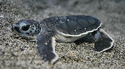 How to save baby turtles