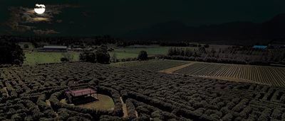 Moonlight maze at Redberry Farm
