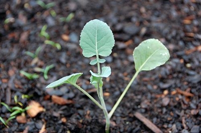 Principles of organics and compost making
