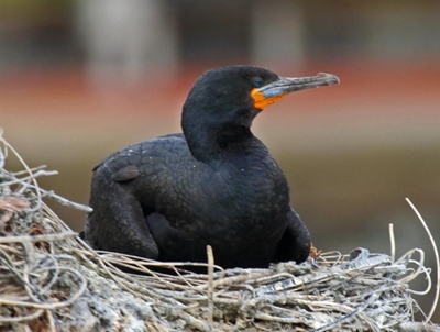 Plett recognised for its birdlife