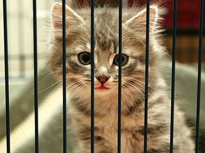 Eight reasons to adopt a shelter cat