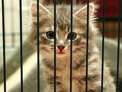 Eight reasons to adopt a shelter cat